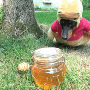 récolte de miel