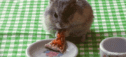 hamster mange pizza