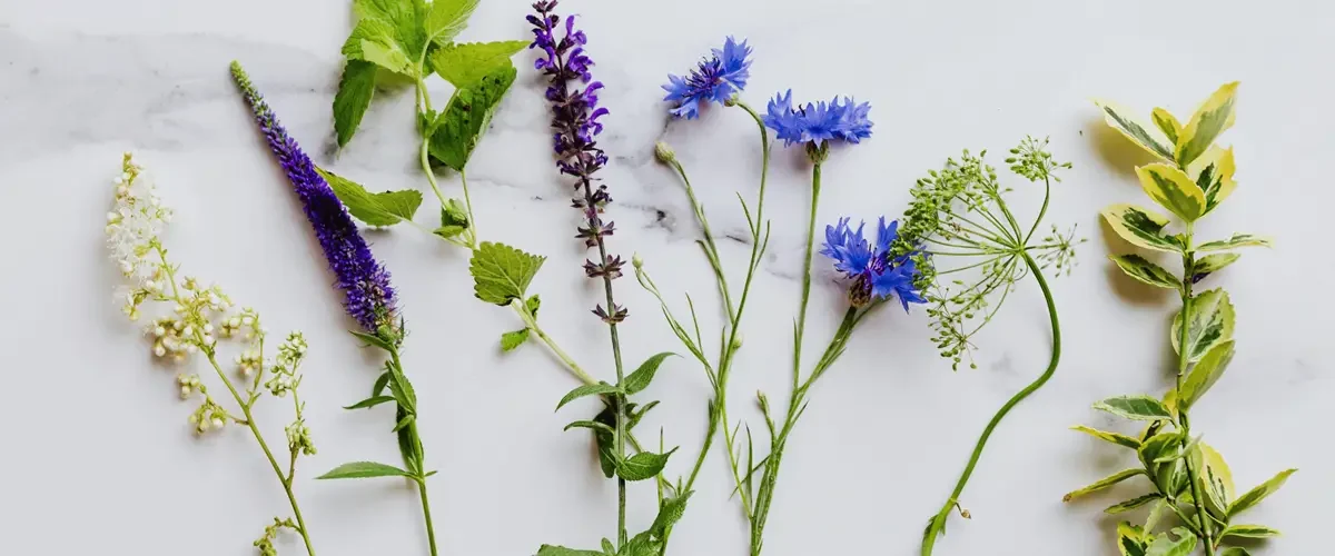 fleurs comestibles à cultiver